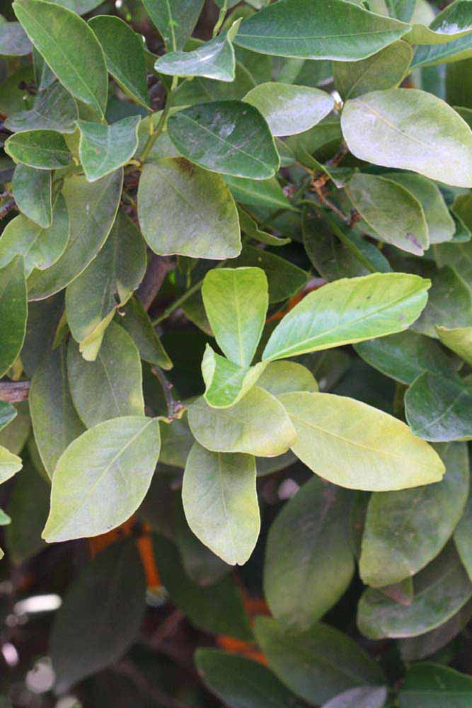              Sun leaves (Riverside, CA)       